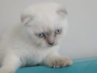 Sütten yeni kesilmiş scottish fold yavrular