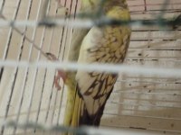 Dişi sultan papağanı 2 yaşında