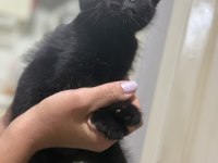 15 Haziran doğumlu son kalan 2 scottish fold