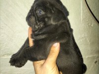 Pug Bebeklerimiz Yeni Ailelerini Bekliyor