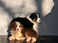 Dağ Köpeği Bernese Yavruları Çiftlikten