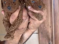 Red Poodle yavrularımız