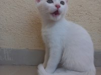 3 adet beyaz yavrular