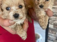 Harika maltipoo yavrular