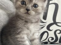 Minnoş Kedilerim