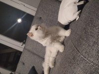 Scottish Straight Beyaz Erkek Kedi