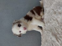 Rengarenk Border Collie Yavrularımız