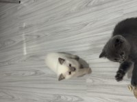 2 aylık british shorthair bebeklerimiz