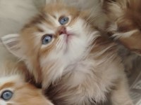 Safkan Anne Ve Babadan British Longhair