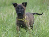 Mükemmel kan hattı ırk garantili şecereli malinois yavrular