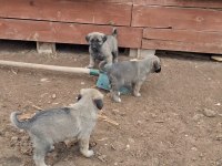 Orjinal saf kangal yavru