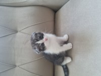 SCOTTİSH FOLD YAVRU KEDİLER