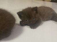 1.5 Ay Kedimiz Kuru Mama Başladık