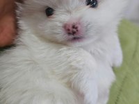Beyaz Pomeranian boo rezerve açık
