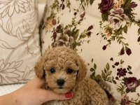 Micro Boy Maltipoo Kıvır Kıvır Üst Düzey