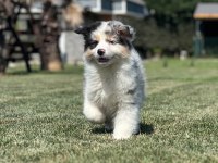 Enfes Avustralya Çoban Köpeği Yavruları