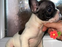 FRENCH BULLDOG GÜZELLİKLER