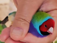 Gökkuşağı ispinozu (Gouldian Finch) mevcuttur
