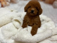 Küçük Boy Kore Poodle Köpeklerimiz