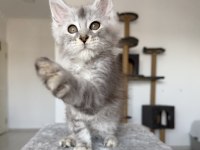 XXXL maine coon erkek wcf kayıtlı