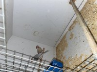Java İspinozu Finch