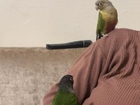 Çift ve sağlıklı ve eğitimli konur papağanı