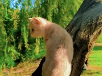 Safkan british shorthair