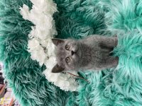 Güzel scottish fold yavrular yeni yuvalarını arıyor