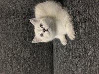 Arkadaş Canlısı Oyuncu Show Kalite British Shorthair