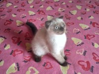 British shorthair yavrularımız