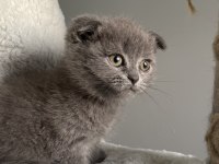 Mükemmel huylu scottish fold yavrumuz
