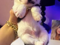 45 günlük uzun tüylü chihuahua dişi ve erkek orjinal