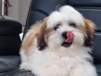 HARİKA SHIH TZU YAVRULARI