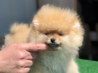 3.5 aylık show kalite dişi pomeranian boo