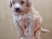 Maltipoo yavru köpekler