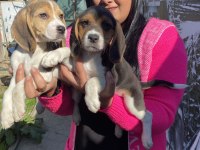 Elizabet beagle yavrularım