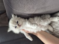 Scottish fold blue point yavru Antalya