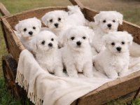 MALTESE BEBEKLER
