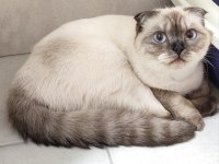 Scottish fold kapalı kulak gözler mavi 9 aylık