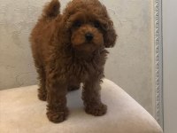 KALİTELİ TOY POODLE YAVRULARI
