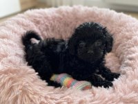 Çok uyguna teacup minik köpekler