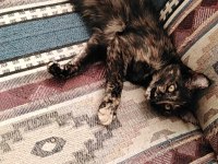 ÇOK ACİL KEDİ SAHİPLENDİRME