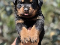 Şecere Soy Kütüğünden Rottweiler Yavrular