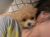 Teacup Maltipoo