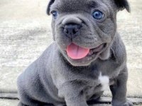 A Kalite Dişi Erkek Blue French Bulldog Yavrularımız