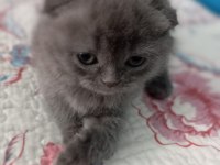 Çok tatlı dişi scottish fold kedim