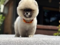 Yavru Pomeranian Boo Köpekler