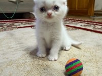 Scottish Fold Bulu Point Yavrular