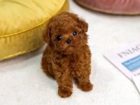 Orjinal Toy Poodle Erkek Dişi Red Yavru Şecereli Anne Baba