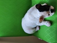 Fransız bulldog yavrularımız yeni yuvalarına hazırlar